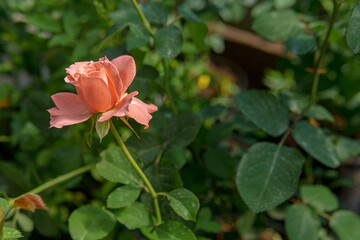 A pink rose flower with delicate petals is surrounded by green leaves and other buds. The plant looks elegant and harmoniously fits into the surrounding landscape.