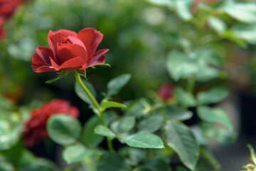 A red rose with a rich color and large petals attracts attention with its brightness and beauty. The plant looks healthy and well-maintained, creating a sense of harmony and comfort.