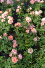 Pink roses with delicate petals and green leaves create a cozy atmosphere. The plants look fresh and attractive.