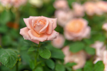 Pink roses with delicate petals and green leaves create a cozy atmosphere. The plants look fresh...
