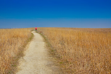 A lone hiker walks the quiet trails and Bluestem tallgrass of the Konza Prairie Preserve in the Flint Hills near Manhattan Kansas.