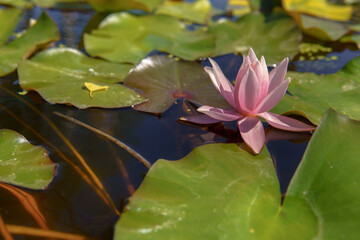 A pink water lily flower floating on the water surface among green leaves. The flower looks fresh and bright against the calm water background.