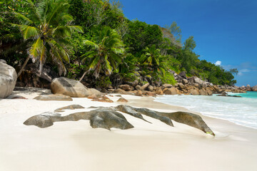 Palm trees and granite rocks at Anse Georgette scenic beach in Praslin island, Seychelles