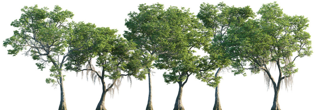 Set of Nyssa aquatica and Nyssa biflora frontal street trees isolated png on a transparent background perfectly cutout