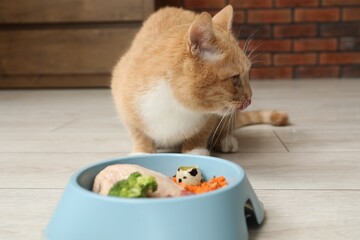 Cat with bowl full of raw natural products indoors. Pet's balanced diet