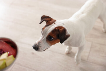 Bowl with fresh natural products and dog on floor at home, selective focus. Pet food