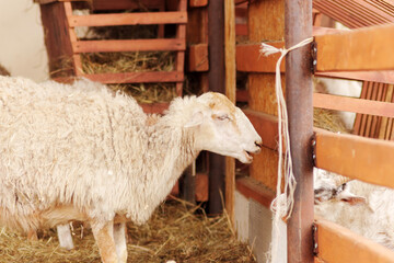A sheep stands in a barn, basking in warmth and tranquility. Its soft wool glistens under the light as it gazes calmly