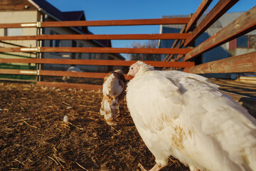 Turkeys foraging in a sunlit farmyard, exploring the dry earth and greenery of a rural environment in autumn