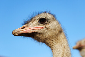 Ostrich gazes curiously at the camera under a clear blue sky near a rustic building
