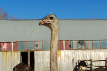 Ostrich walks on sandy ground near barn entrance during bright daytime at a farm