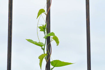 bindweed, unwanted flora or weed on the fence or iron fence