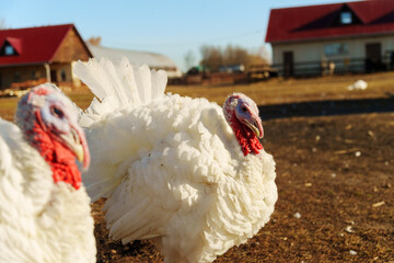 White turkey walking in a farmyard under the sun during winter with wooden fences nearby