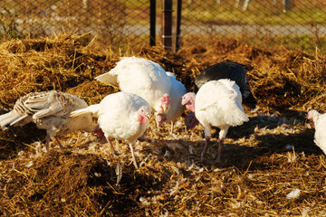 White turkeys wandering in a rural farmyard during midday, surrounded by straw and wooden structures