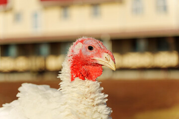 Close-up view of a turkey in a farm setting during daylight, showcasing its unique features and natural habitat