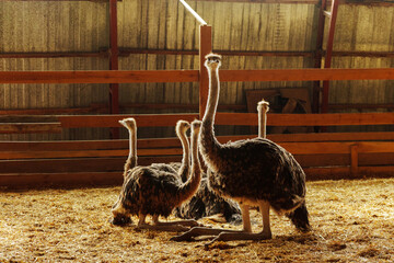 In a rustic barn, two ostriches extend their necks over a wooden fence