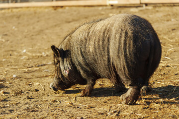 A small, inquisitive pig wanders through the sandy farmyard, its snout close to the ground as it investigates its environment.