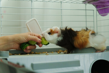 Guinea pig peeks out of its cozy habitat while enjoying a refreshing slice of cucumber in the early