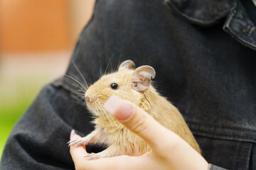 Friendly squirrel is gently cradled in a person hand, enjoying the warmth of the afternoon sun.