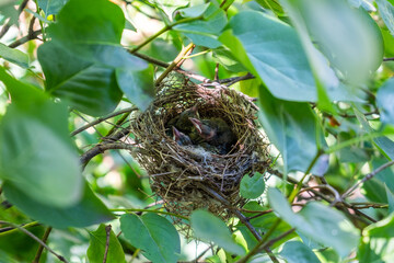 Nest with baby birds nestled among vibrant green leaves, showcasing the beauty of nature and the nurturing environment of a bird's habitat in a serene outdoor setting