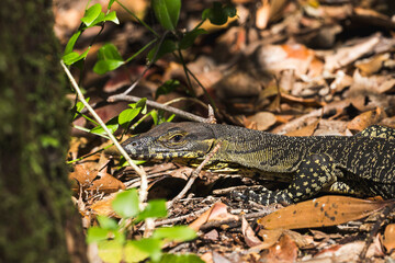 Exploring Australia's Unique and Diverse Wildlife