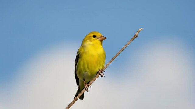 Bright Yellow Finch on Bare Twig.
A vibrant yellow finch perches on a thin twig against a clear blue sky background.
