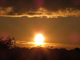 sunset among the trees