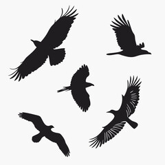 Obraz premium collection of birds