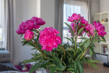 Vibrant bouquet of pink peonies arranged in a glass vase, showcasing lush green leaves, brightening a modern living space with natural beauty and elegance