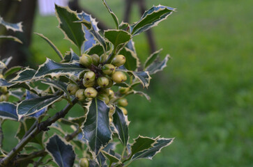 Green holly berries in summertime. Ilex aquifolium 'Argentea Marginata' berries and leaves.silver-margined holly. Closeup photo outdoors 