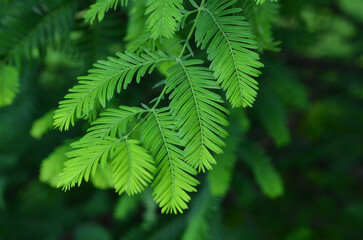 Metasequoia glyptostroboides, Dawn redwood (Taxodiaceae) tree branches with soft fresh green spruce. Landscaping,growing conifer trees concept.Free copy space.