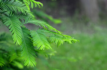 Dawn redwood or Metasequoia glyptostroboides (Taxodiaceae) branches against natural blurred background. Growing conifer tree concept.Free copy space.