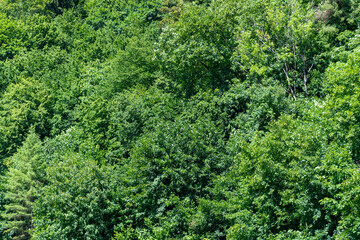 Dense green forest canopy with lush foliage and diverse tree species