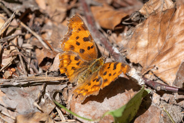 Orange butterfly resting on dry leaves in sunlit forest floor. Polygonia c-album, the comma