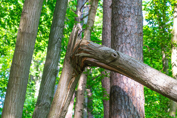 Broken tree trunk in lush forest with sunlight filtering through leaves