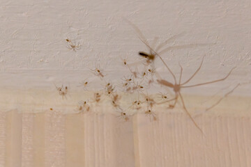 Close-up of a group of newly hatched baby spiders next to an adult spider on a white indoor ceiling