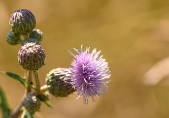Purple thistle blooming close-up isolated macro