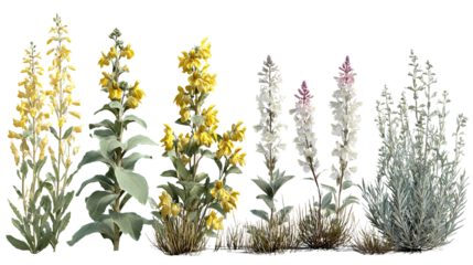 Diverse wildflowers isolated against a dark background create a captivating scene