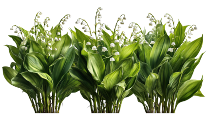Lush lily of the valley bouquets with fresh green leaves on a black background
