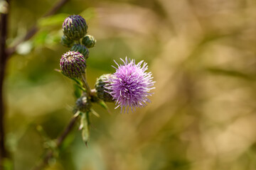 Creeping thistle. Purple thistle growing in a meadow, bokeh background