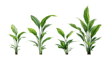 Elegant Peace Lily Plants Displayed on a Striking Black Background for High Contrast