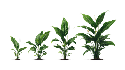 Peace lily plants showcasing growth stages isolated on a dark background