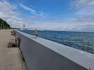 Seagull standing on a sea wall with distant cityscape and blue sky. Urban nature view at the...