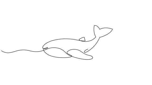 Animated self drawing of continuous one line draw wild whale fish swimming in sea life, Big fish mammal animal mascot concept for business logotype. Full length one line animation.