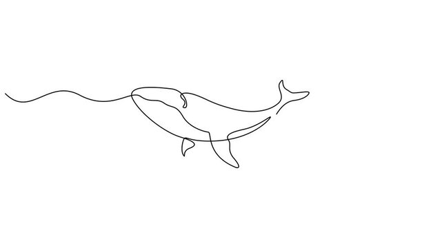 Animated self drawing of continuous one line draw wild whale fish swimming in sea life, Big fish mammal animal mascot concept for business logotype. Full length one line animation.