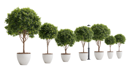 A row of lush green topiary trees in white pots, creating a vibrant and stylish outdoor ambiance.