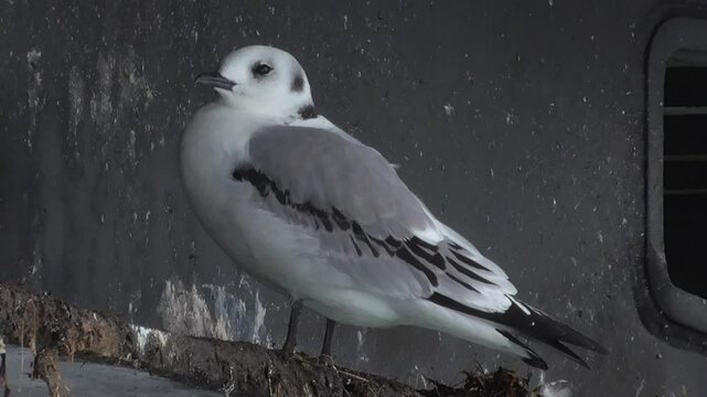 Juvenile Black-legged Kittiwake (Rissa tridactyla) at its Nest-Site on Mumbles Pier, Swansea, Wales, U.K.