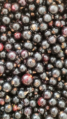 black currant background macro