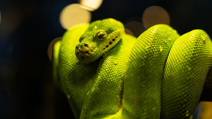 Naklejka premium close up of a green snake (Parias sumatranus)