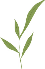 Obraz premium green leaves isolated on white
