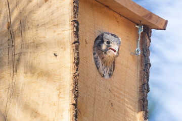 Baby American kestrel (Falco sparverius) peeking from birdhouse entrance while calling, in...
